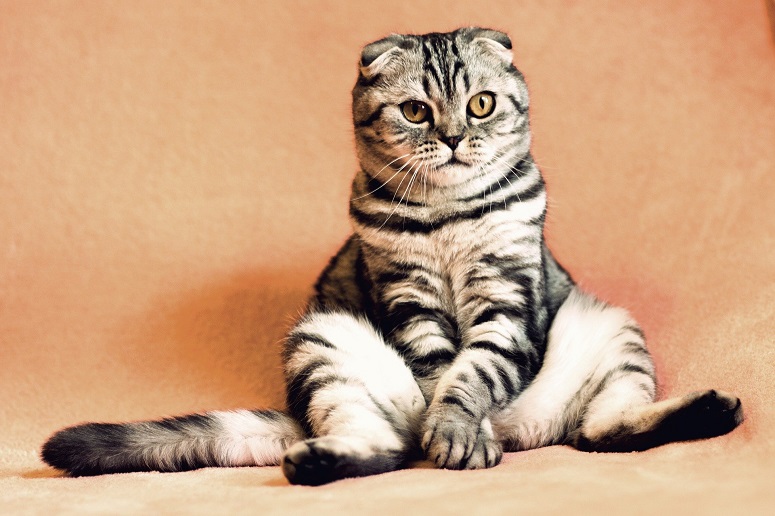 Ist Meine Katze Krank