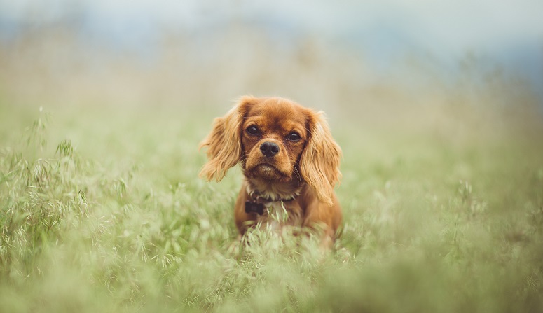 Har hund en sund afføring?