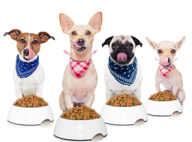 Sollte ich meinem Hund Trocken- oder Nassfutter fttern? - Brekz.at
