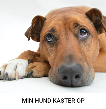 hund en sund afføring? - Brekz.dk