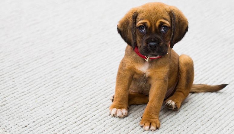 Bør sterilisere min hund? - Brekz.dk