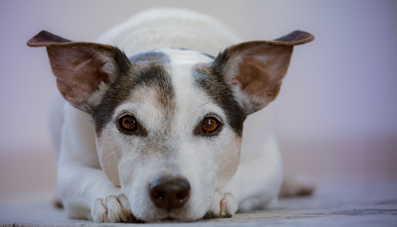 Hat Mein Hund Hautprobleme Brekz De