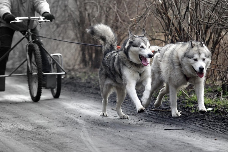 fysieke-uitdaging-hond_1.jpg