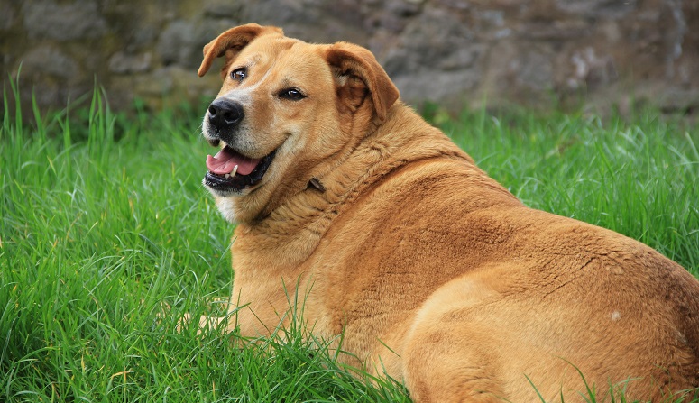 min hund overvægtig? - Brekz.dk