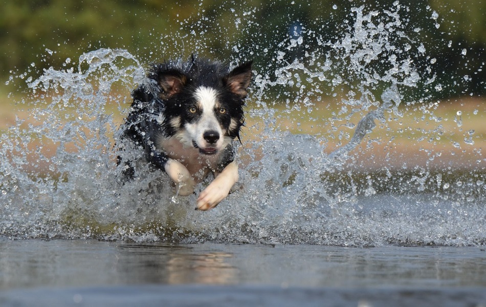 til hunden | De bedste at hunden ned på - Brekz.dk