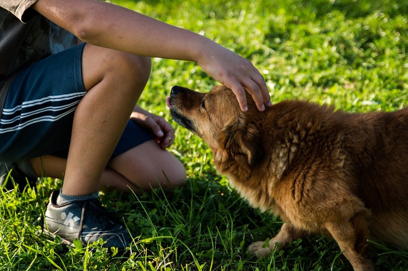 Hvordan kan jeg genkende hos min hund? | Tips & råd -