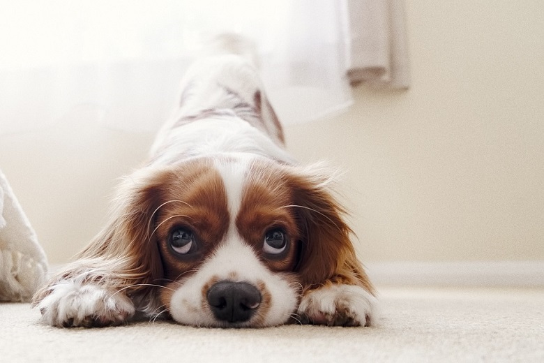 kalmerende signalen bij de hond