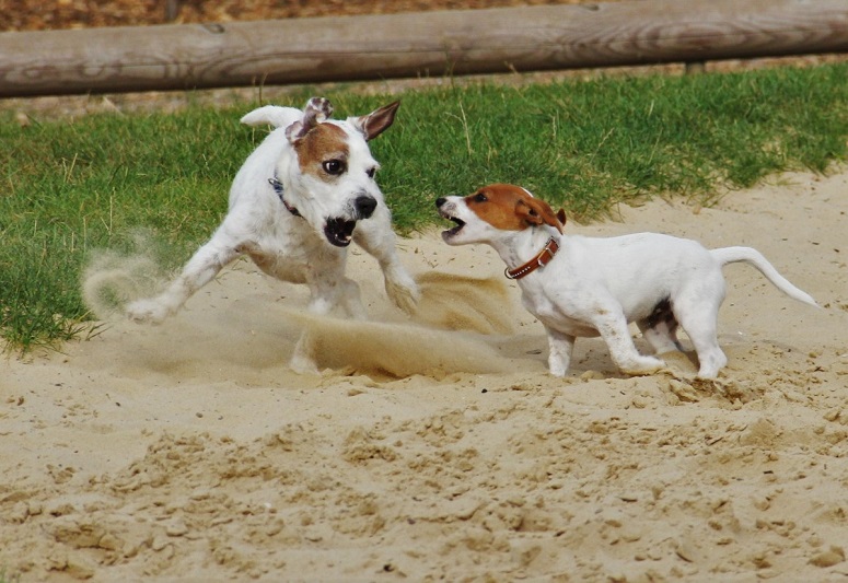 ongewenst-gedrag-hond.jpg