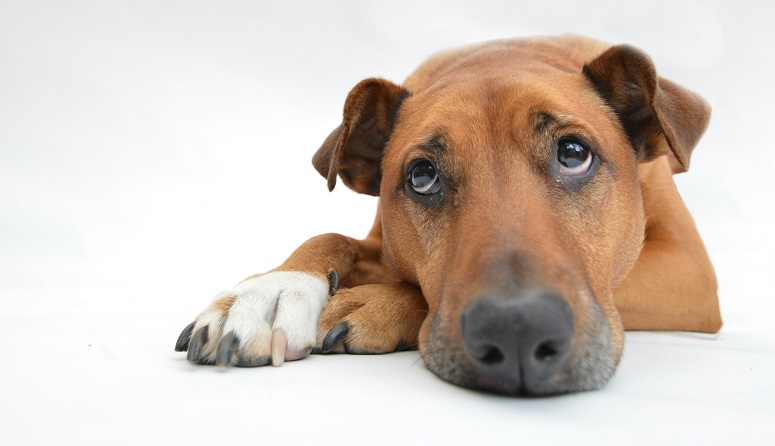 Hvorfor kaster min hund op? Brekz.dk