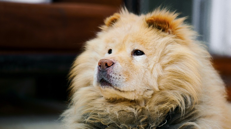 moet ik weten vachtverzorging van hond? - Brekz.nl